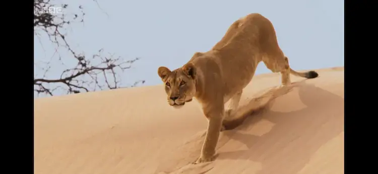 Lion (Panthera leo melanochaita) as shown in Planet Earth II - Deserts
